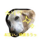 我が家のラブくん。（個別スタンプ：27）