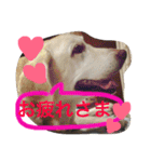 我が家のラブくん。（個別スタンプ：29）