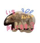 我が家のラブくん。（個別スタンプ：31）