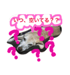 我が家のラブくん。（個別スタンプ：32）