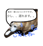 我が家のラブくん。（個別スタンプ：34）