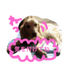 我が家のラブくん。（個別スタンプ：38）