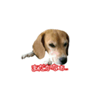 ポコ1（個別スタンプ：7）