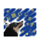 ワンで挨拶（個別スタンプ：5）