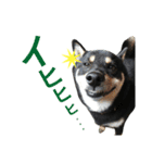 ワンで挨拶（個別スタンプ：6）