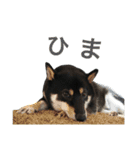 ワンで挨拶（個別スタンプ：12）