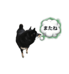 ワンで挨拶（個別スタンプ：17）