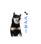 ワンで挨拶（個別スタンプ：19）