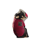 ブラックチワワ（個別スタンプ：3）