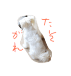 家族の一員 はな（個別スタンプ：2）