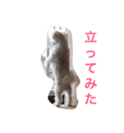 家族の一員 はな（個別スタンプ：6）