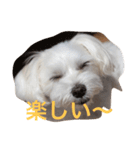 家族の一員 はな（個別スタンプ：7）