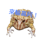 GuaGua the frog（個別スタンプ：4）