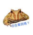 GuaGua the frog（個別スタンプ：5）