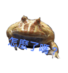 GuaGua the frog（個別スタンプ：6）