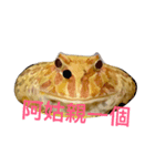 GuaGua the frog（個別スタンプ：7）