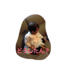うちの三兄妹（個別スタンプ：4）
