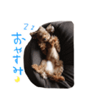 ToyPoodle むぎ（個別スタンプ：1）