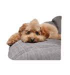 ToyPoodle むぎ（個別スタンプ：2）