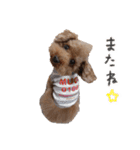 ToyPoodle むぎ（個別スタンプ：3）