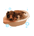 ToyPoodle むぎ（個別スタンプ：4）
