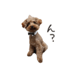 ToyPoodle むぎ（個別スタンプ：5）