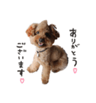 ToyPoodle むぎ（個別スタンプ：6）