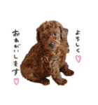 ToyPoodle むぎ（個別スタンプ：7）