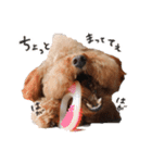 ToyPoodle むぎ（個別スタンプ：8）