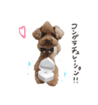 ToyPoodle むぎ（個別スタンプ：9）