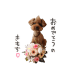 ToyPoodle むぎ（個別スタンプ：10）