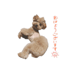 ToyPoodle むぎ（個別スタンプ：11）