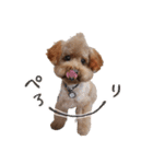 ToyPoodle むぎ（個別スタンプ：12）