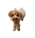 ToyPoodle むぎ（個別スタンプ：13）