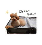 ToyPoodle むぎ（個別スタンプ：14）