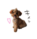 ToyPoodle むぎ（個別スタンプ：15）