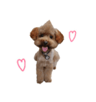 ToyPoodle むぎ（個別スタンプ：16）
