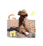 ToyPoodle むぎ（個別スタンプ：18）
