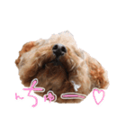 ToyPoodle むぎ（個別スタンプ：19）
