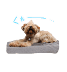 ToyPoodle むぎ（個別スタンプ：20）