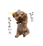 ToyPoodle むぎ（個別スタンプ：21）