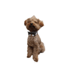 ToyPoodle むぎ（個別スタンプ：22）