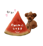 ToyPoodle むぎ（個別スタンプ：23）