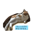 ニャンタ vol.3（個別スタンプ：2）