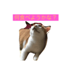 ニャンタ vol.3（個別スタンプ：5）