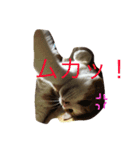ニャンタ vol.3（個別スタンプ：7）