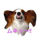 おもしろパピヨンズ！！（個別スタンプ：1）