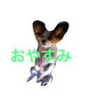おもしろパピヨンズ！！（個別スタンプ：3）