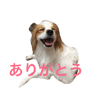 おもしろパピヨンズ！！（個別スタンプ：7）