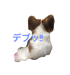 おもしろパピヨンズ！！（個別スタンプ：8）